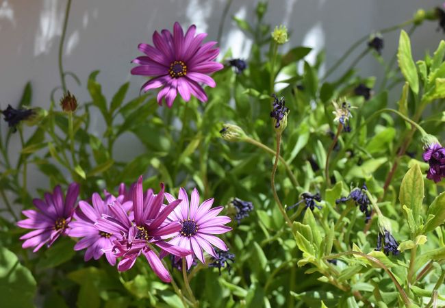 Villa in Nerja - Maro 001 Villa in Nerja - Maro 001