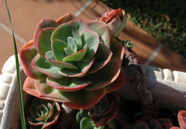 Villa in Mijas Costa - Mijas 005 Villa in Mijas Costa - Mijas 005