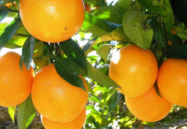 Landhaus in Frigiliana - Frigiliana 010 Landhaus in Frigiliana - Frigiliana 010