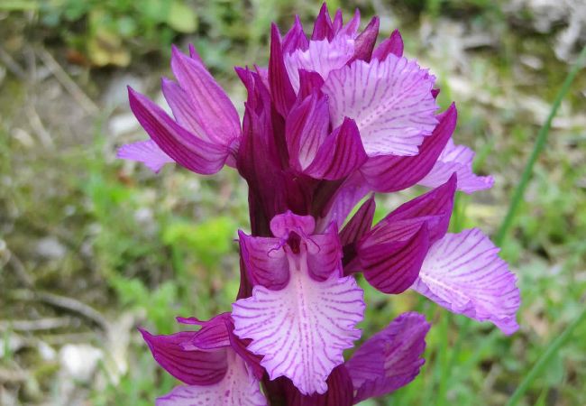 Landhaus in Frigiliana - Frigiliana 010 Landhaus in Frigiliana - Frigiliana 010