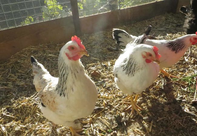 Landhaus in Frigiliana - Frigiliana 010 Landhaus in Frigiliana - Frigiliana 010