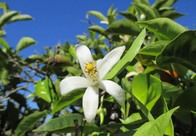 Ferienhaus in Aznalcázar - Sevilla 001 Ferienhaus in Aznalcázar - Sevilla 001