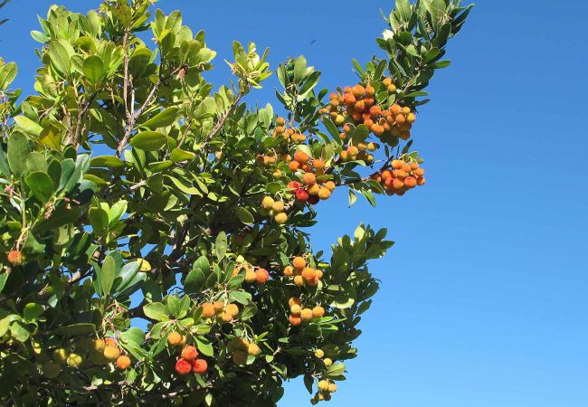 Villa in Mijas Pueblo - Mijas 003 Villa in Mijas Pueblo - Mijas 003